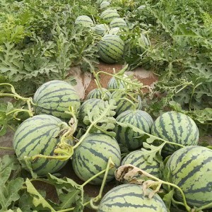 西瓜 多汁爽口 夏日新鲜应季水果