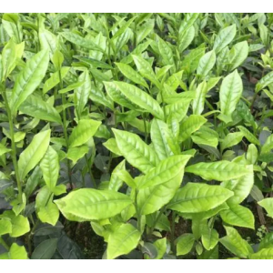 求购优质茶苗
